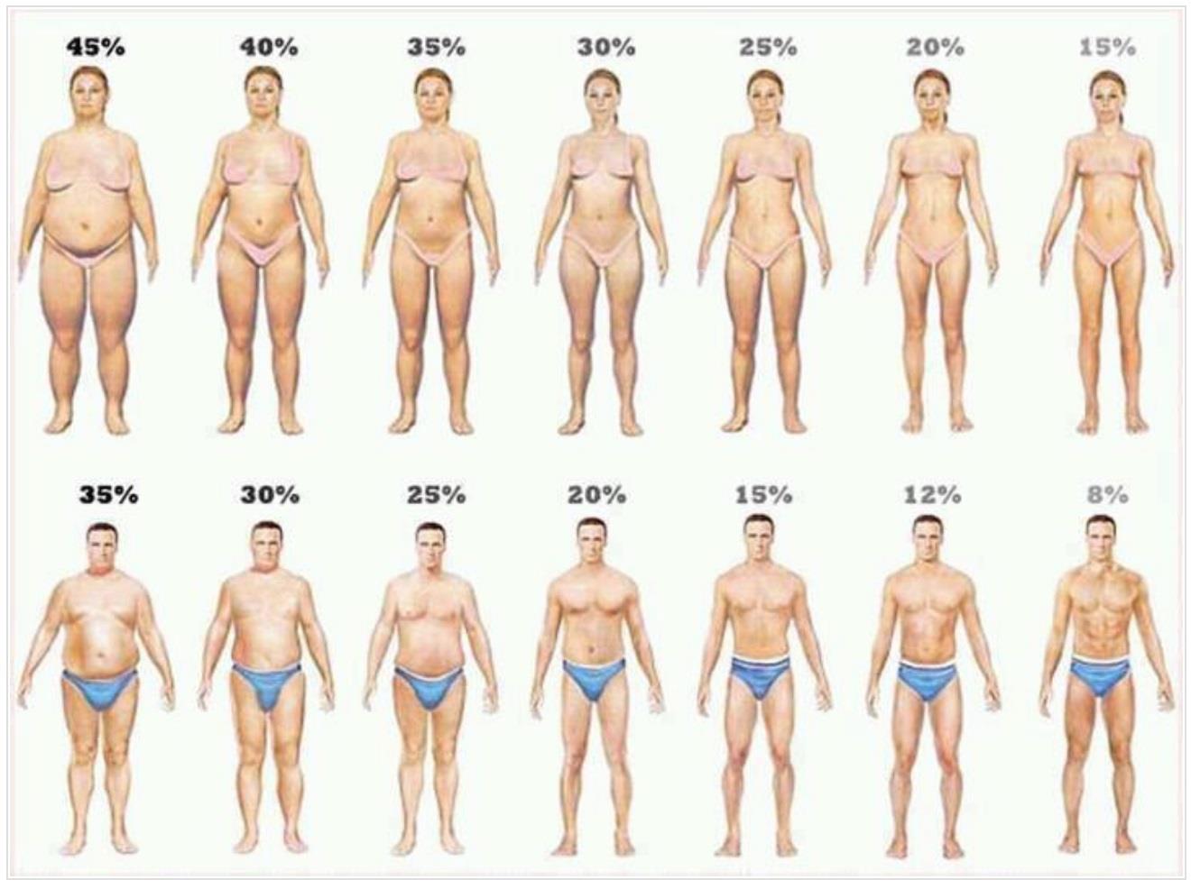 body fat percentage looks like