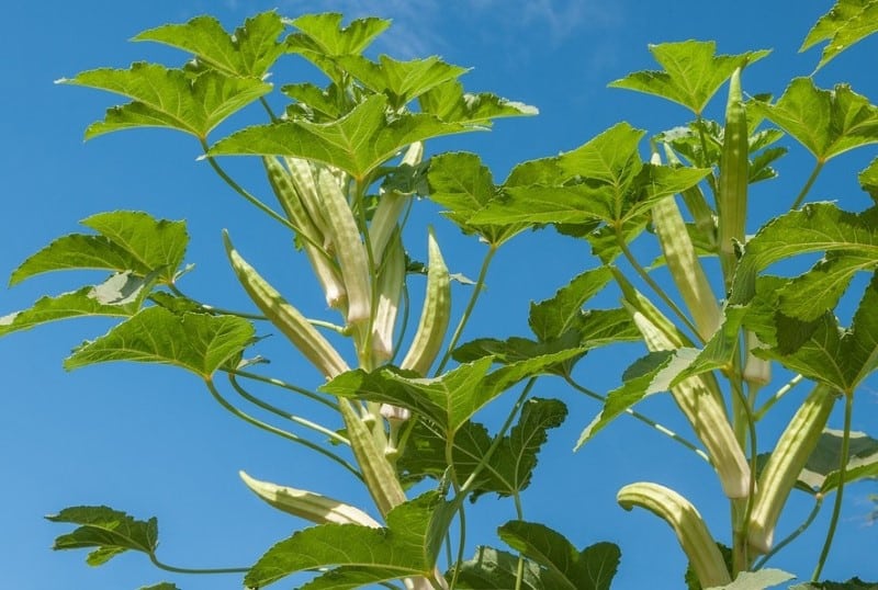 okra plant