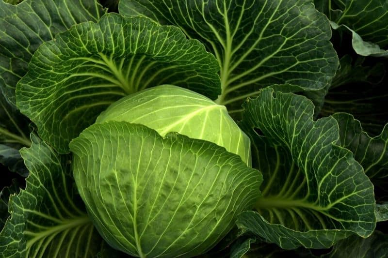 green cabbage