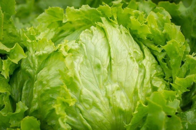 iceberg lettuce