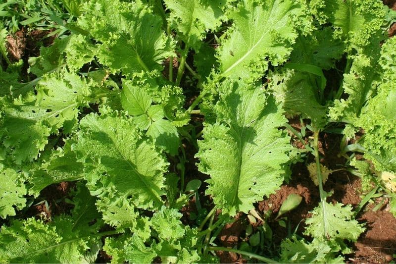 mustard greens