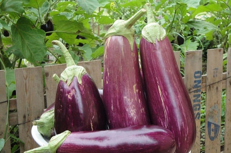 purple eggplant