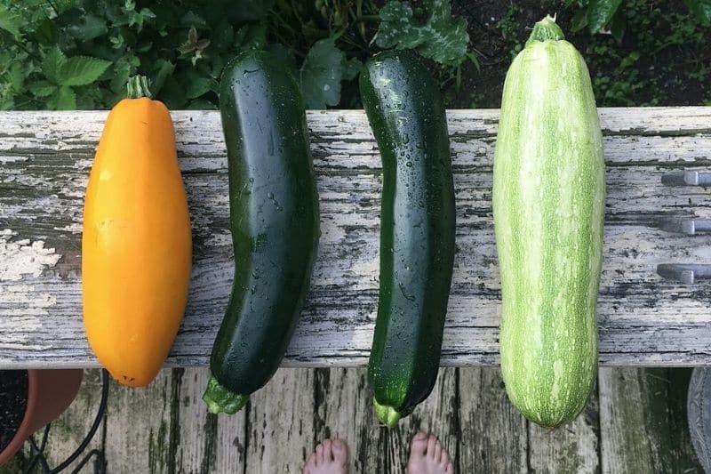 summer squash