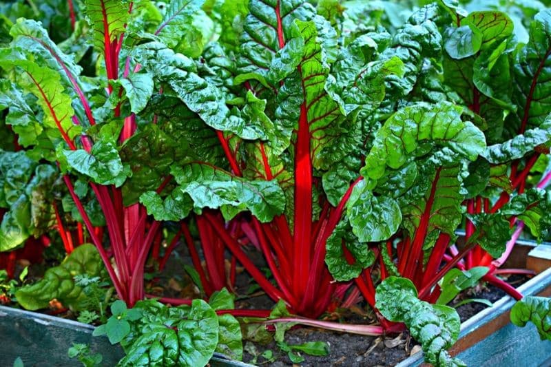 red swiss chard