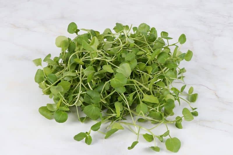 watercress