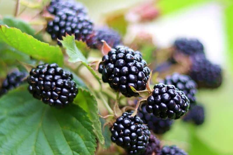 Blackberries 