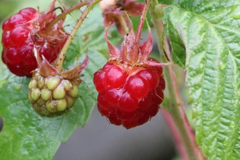 11 Best Low Carb Keto Fruits and Their Net Carbs KetoVale