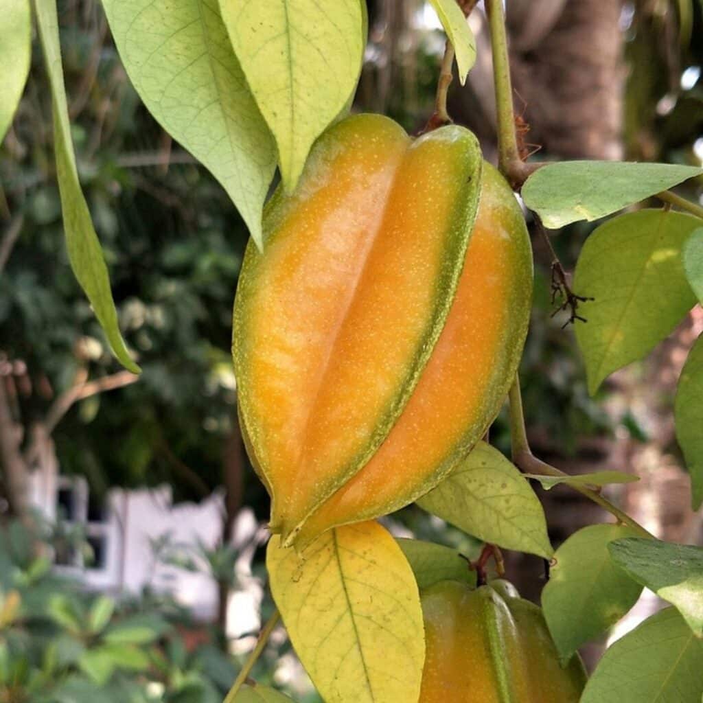 starfruit