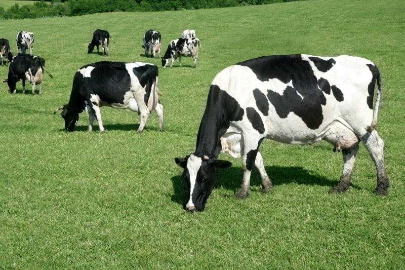 grass fed cows