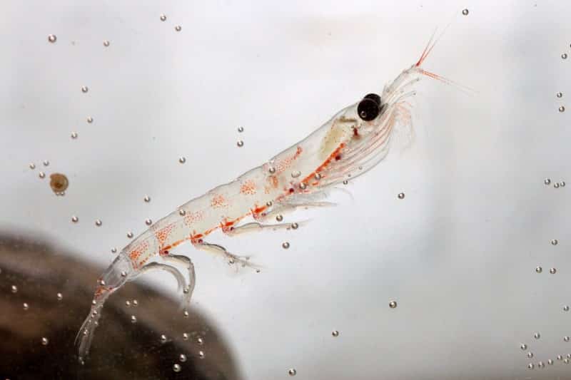 Antarctic krill