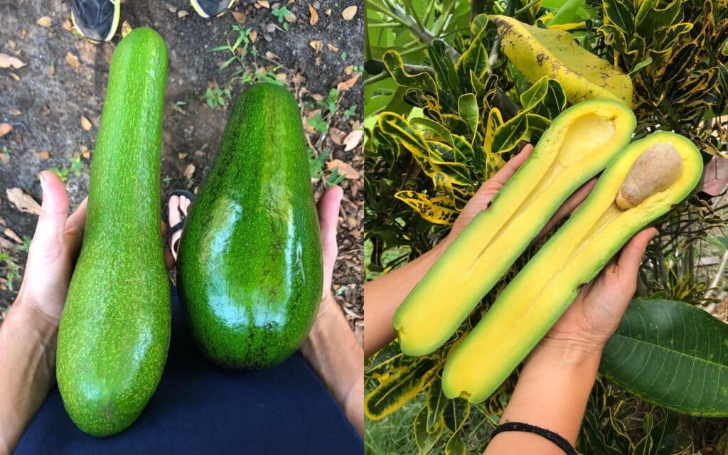 florida farm giant avocado