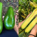 florida farm giant avocado