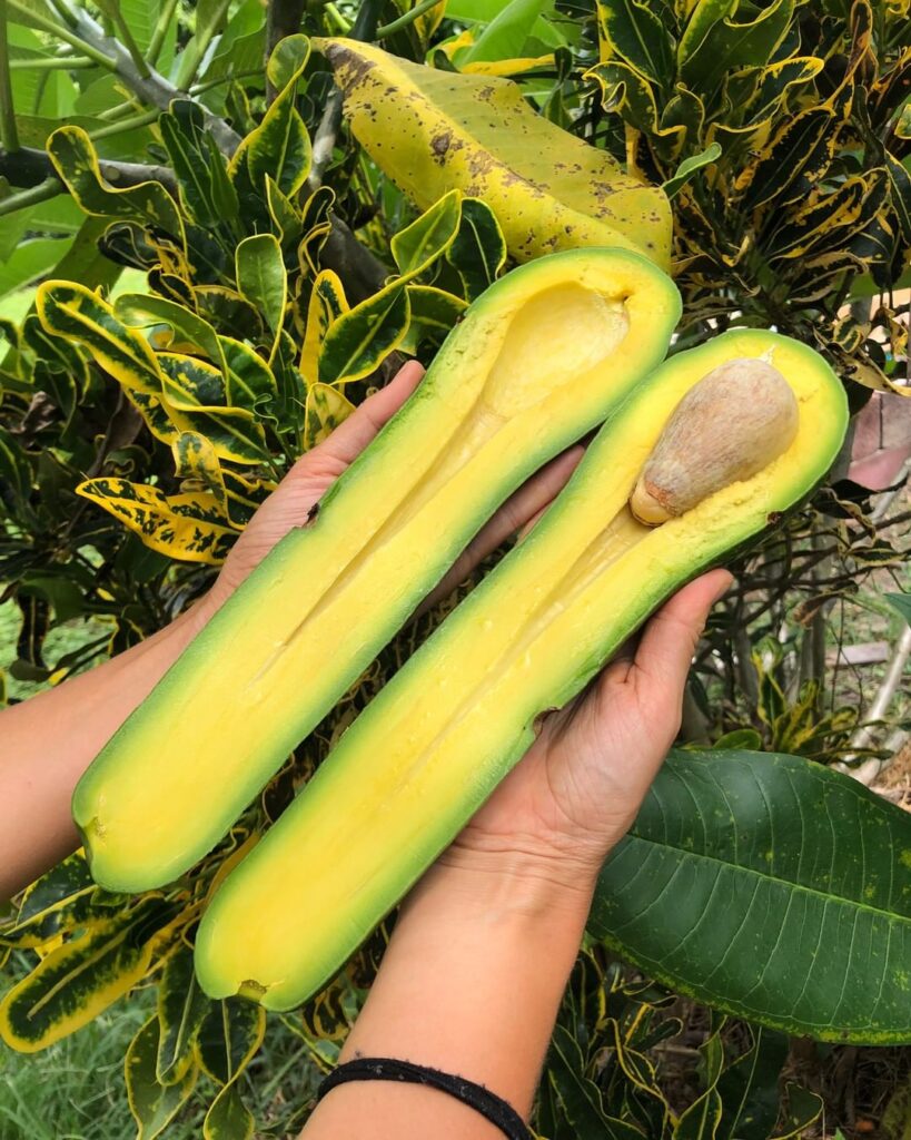 long neck avocados